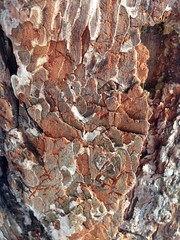 Alien from another world. Bark of a tree-a sculptural portrait of the unknown other world. Portrait of a Scarecrow from a parallel world.