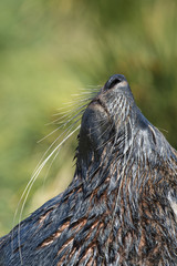 Fototapeta premium Antarktyki foki z bliska w trawie
