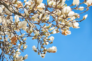 Magnolia flowers against the blue sky