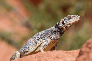 Chuckwalla 10