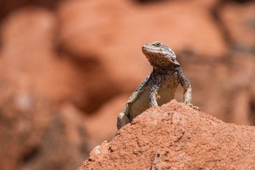 Chuckwalla 5