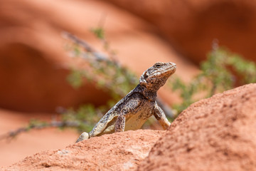 Chuckwalla 7