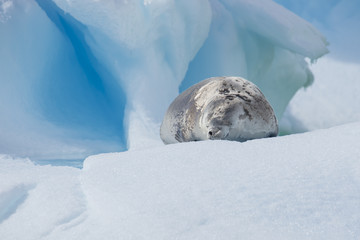 Obraz premium Crabeater seal on ice flow, Antarktyda