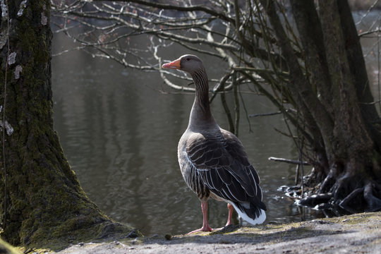 Wildgans See Natur