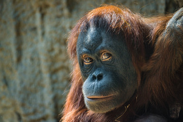 Portrait of depressed Asian orangutan © neurobite