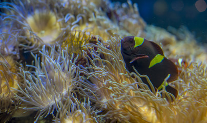 Fototapeta na wymiar clownfish in coral bank in the sea