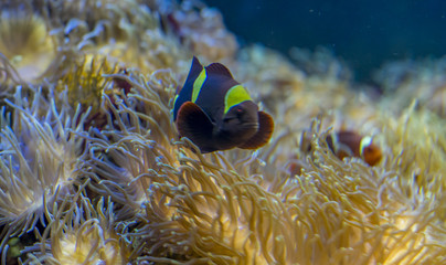 Fototapeta na wymiar clownfish in coral bank in the sea