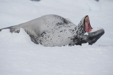 Fototapeta premium Lampart morski odpoczywa na lodzie