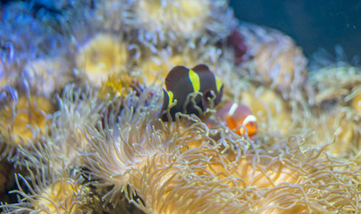 travel, clownfish in coral bank in the sea