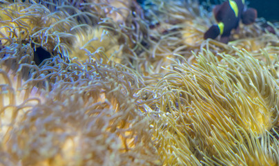 Naklejka na ściany i meble beautiful clownfish in coral bank in the sea