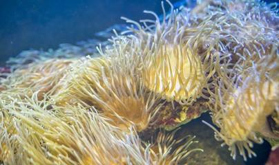 Naklejka na ściany i meble reef, clownfish in coral bank in the sea