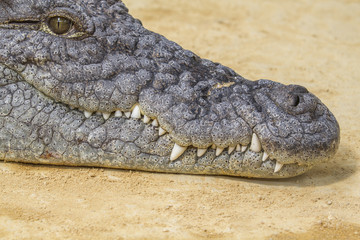 Closeup of a alligator , Crocodiles are large aquatic reptiles that live throughout the tropics in Africa, Asia, the Americas and Australia.