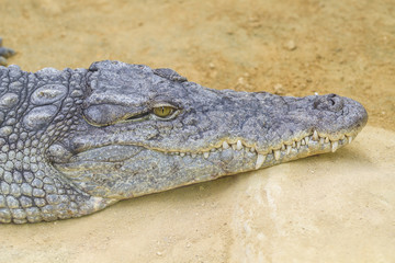 Crocodiles are large aquatic reptiles that live throughout the tropics in Africa, Asia, the Americas and Australia.