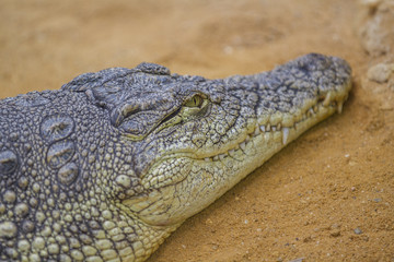Closeup of a crocodile , Crocodiles are large aquatic reptiles that live throughout the tropics in Africa, Asia, the Americas and Australia.