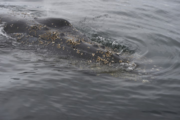 Humpback Whale close up