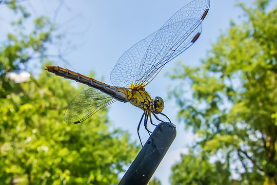 Close up yellow dragonfly on the branches