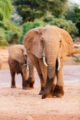 Fototapeta premium Elephant close up