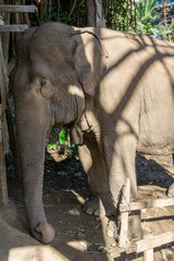 Naklejka premium close up of one wild elephant leave abandoned at the house by the villagers.