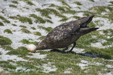 Brown Skua with egg