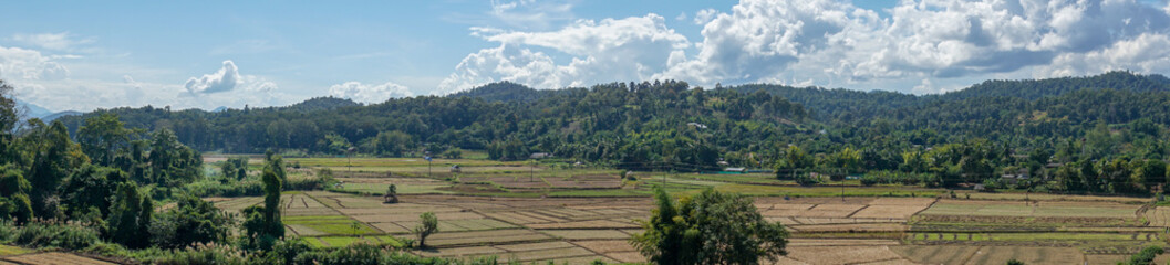panorama landscape of empty organic  rice field with blue sky and cloud and tree background