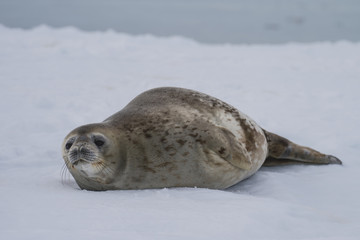 Fototapeta premium Foka Weddella na lodzie