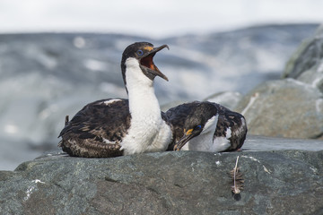 Antarctic Shag close up