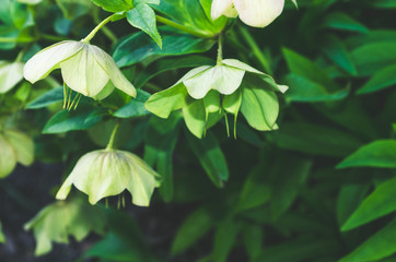 Helleborus Flower (Christmas Rose) in garden