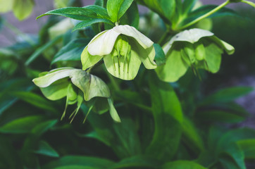Obraz premium Helleborus Flower (Christmas Rose) in garden