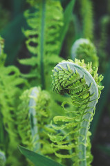 Beautyful ferns leaves in spring