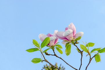Obraz premium Beautiful magnolia flowers in spring
