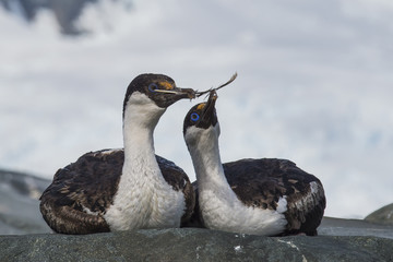 Antarctic Shag close up
