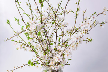 Sprigs with flowers and budding leaves in a glass