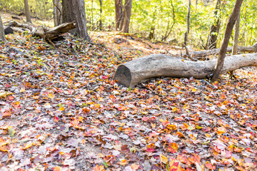 Many fallen autumn brown orange golden leaves on ground in sunlight during day with tree log in Harper's Ferry, West Virginia