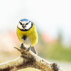 Blaumeise spricht zu uns