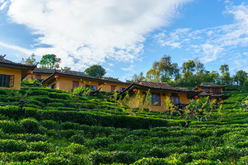 Fototapeta na wymiar Chinese home among the tea plantation or farm with blue sky and cloud