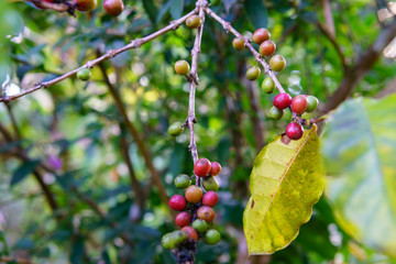 close up of ripe coffee bean and branch on the arabica coffee tree after raining