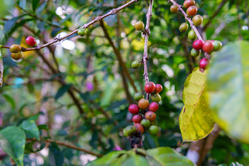 close up of ripe coffee bean and branch on the arabica coffee tree after raining