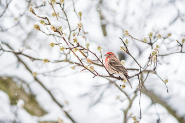 Closeup of one male red house finch, Haemorhous mexicanus, bird sitting perched on tree branch...