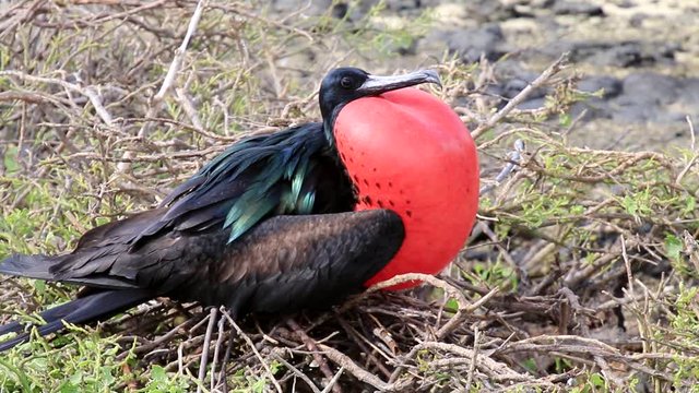 Male Great Frigatebird (Fregata minor) on Genovesa Island, Galapagos National Park, Ecuador