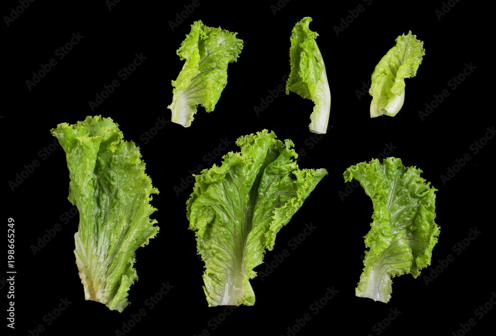 Canvas Prints Salad leaves isolated on black background