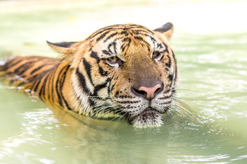 Fototapeta na wymiar Bengal tiger, an incredible animal of nature. Asia.
