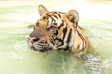 Fototapeta na wymiar Bengal tiger, an incredible animal of nature. Asia.