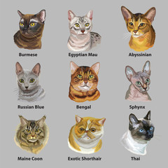 Set of portraits of cats breeds