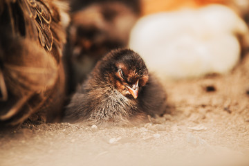 Little chicken 