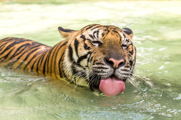 Bengal tiger, an incredible animal of nature. Asia.