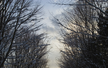 冬　木　夕方　空　雲　素材