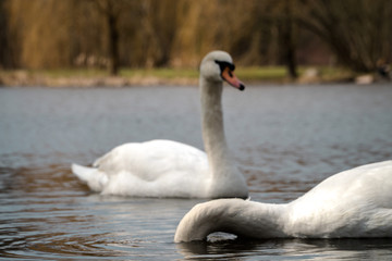 Swan puts head under water in order to find food