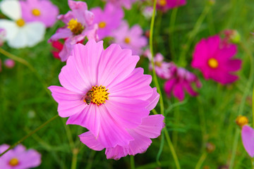 Obraz premium colorful cosmos flower or Bipinnatus blooming in the field