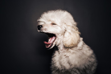White poodle dog 