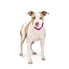 Timid Pit Bull Dog Standing on White
